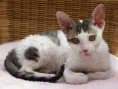 /album/cornish-rex/cornish-rex-cat-jpg/